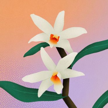 Orchidee