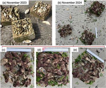 De ontwikkeling van leven op Xiriton na een jaar