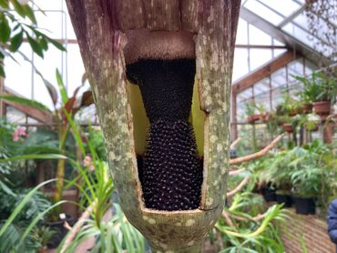 Bloeiwijze van Amorphophallus decus-silvae waarin door weggesneden spatha de spadix te zien is