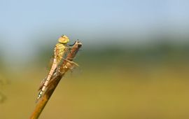 zadellibel net uitgeslopen