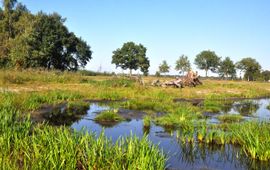 Ward Vansteelandt Kraggeloop zomer 2020 - eenmalig gebruik