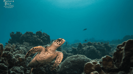 Hawksbill sea turtle.