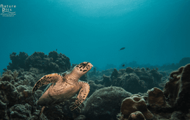 Hawksbill sea turtle.