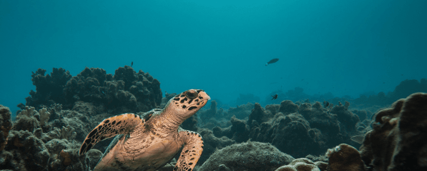 Hawksbill sea turtle.