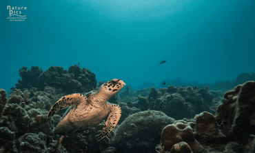 Hawksbill sea turtle