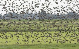 Sturnus vulgaris. Spreeuw