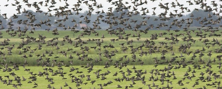 Sturnus vulgaris. Spreeuw