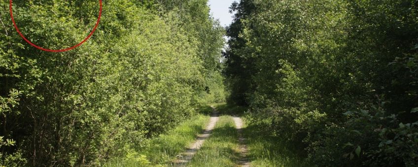 Vindplaats rupsennest grote vos langs een pad