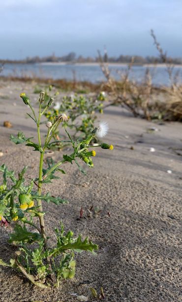 Klein kruiskruid is een zeer algemene één- of tweejarige plant. Het komt in heel Nederland voor op voornamelijk omgewoelde bodems zoals open bermen, akkers, boomspiegels, (moes)tuinen en tussen stoeptegels. Klein kruiskruid is een bekende terugkomer op plekken die vaak geschoffeld worden