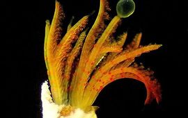 Marianne Ligthart Apomatus similis, Oosterschelde