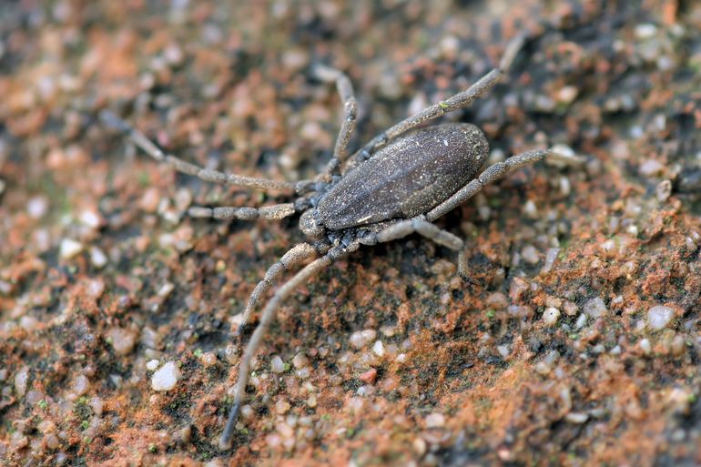 Kaphooiwagen Trogulus tricarinatus