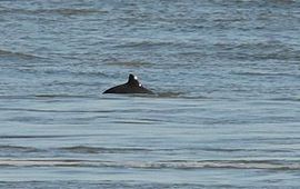 voor eenmalig gebruik, Bruinvis in het Marsdiep, tussen Texel en Den Helder