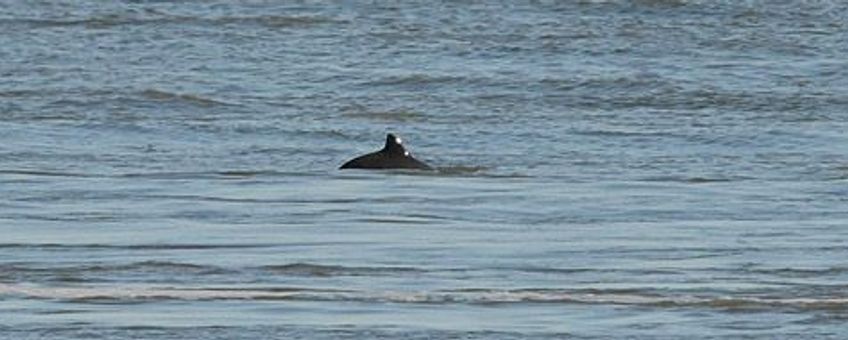 voor eenmalig gebruik, Bruinvis in het Marsdiep, tussen Texel en Den Helder