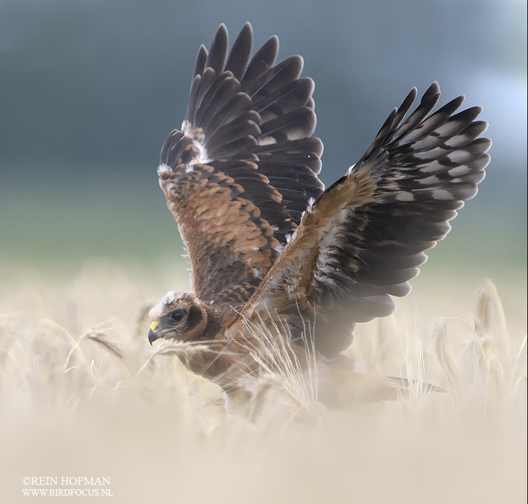 One of the chicks practicing her flight skills, 4 July 2017