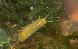 Idotea balthica, Gewone zeepissebed