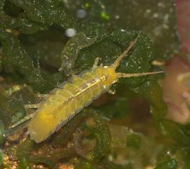 Idotea balthica, Gewone zeepissebed