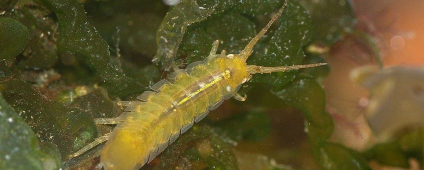 Idotea balthica, Gewone zeepissebed