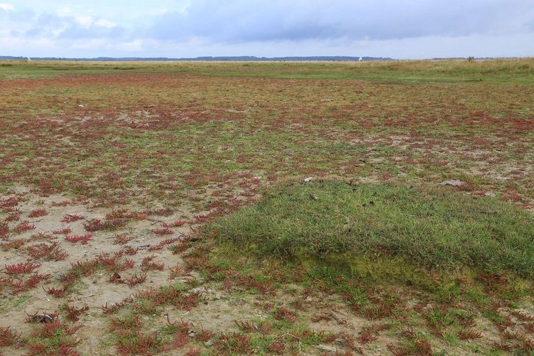 Kortarige zeekraal staat wat hoger en droger dan langarige zeekraal