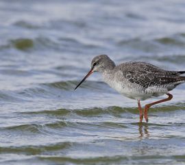 Tringa erythropus. Zwarte ruiter