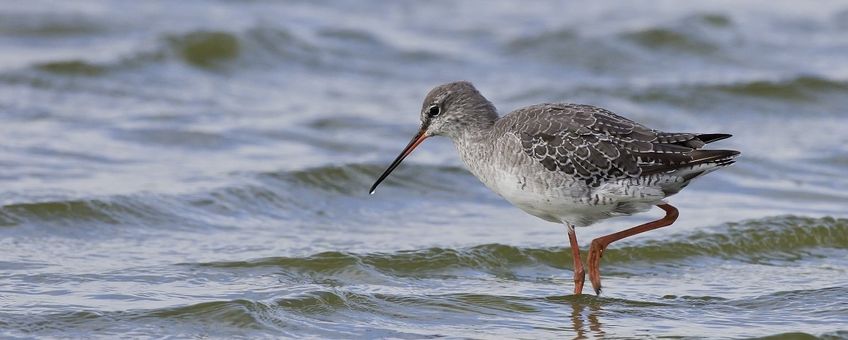 Tringa erythropus. Zwarte ruiter