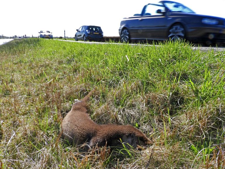 Europese otter als verkeersslachtoffer