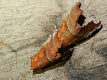 Ook roesjes kunnen in huizen een overwinteringsplaats zoeken