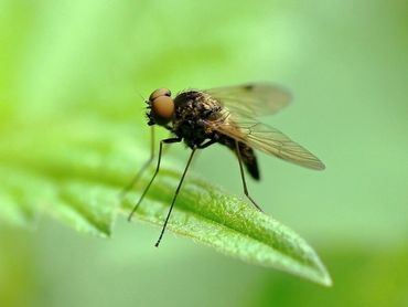 Het gewoon goudlokje (Chrysopilus cristatus) is één van onze algemene snipvliegen