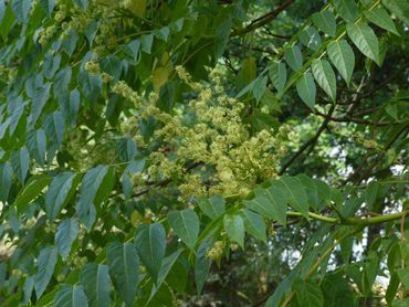 Bloeiwijze van Hemelboom