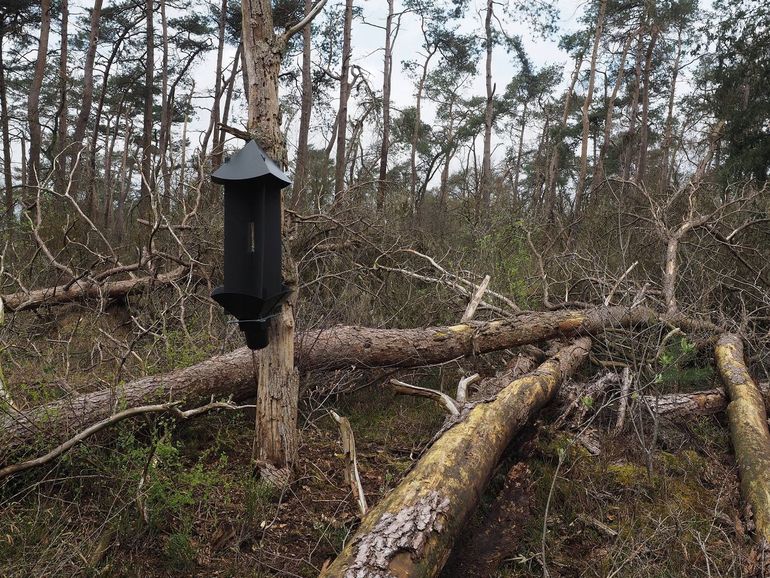 Een kruisval in het Stormreservaat