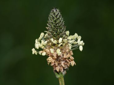 Narrow plantain: inflorescence