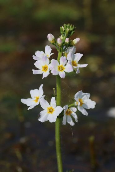 Bloemkransen van de Waterviolier