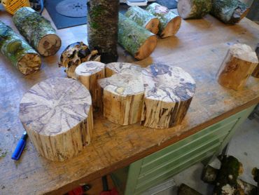 The territories of white- and brown rot fungi are clearly visible in the sawn trunks of dead birch wood