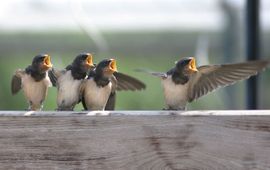 Boerenzwaluw
gekregen voor bericht over Beleef de Lente in maart 2012