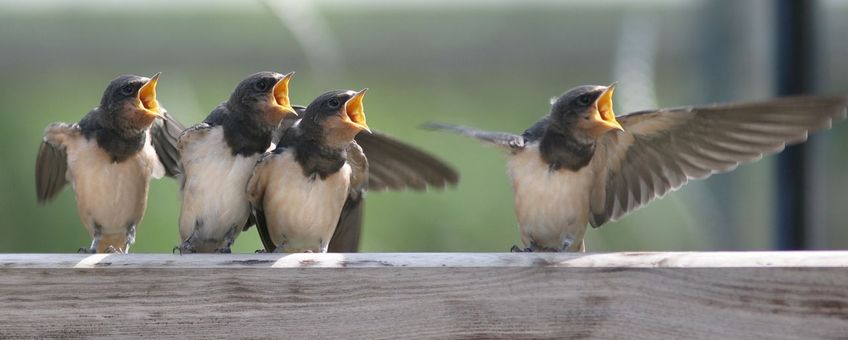 Boerenzwaluw
gekregen voor bericht over Beleef de Lente in maart 2012