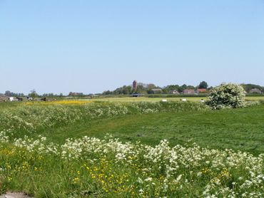 Voorbeeld van een bloemrijke slaperdijk, de Slachtedyk, in Friesland
