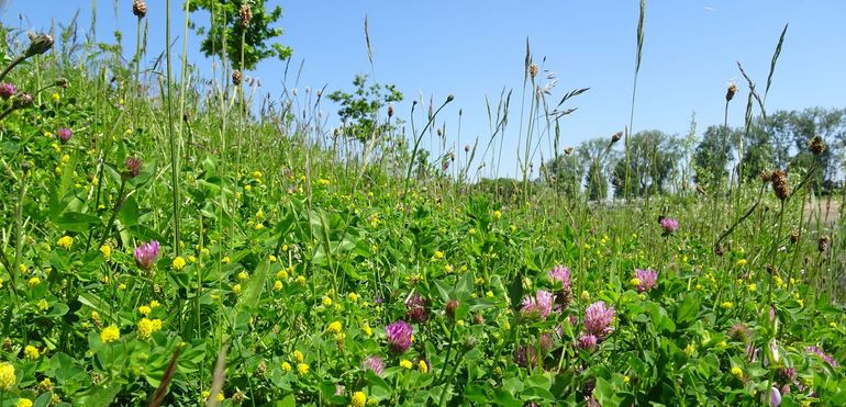 Hoe bloemrijker een berm of dijk, des te groter het potentieel voor allerlei insectensoorten