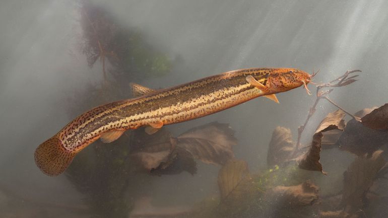 De grote modderkruiper heeft tien bekdraden: vier op de bovenlip, vier op de onderlip en twee in de mondhoeken