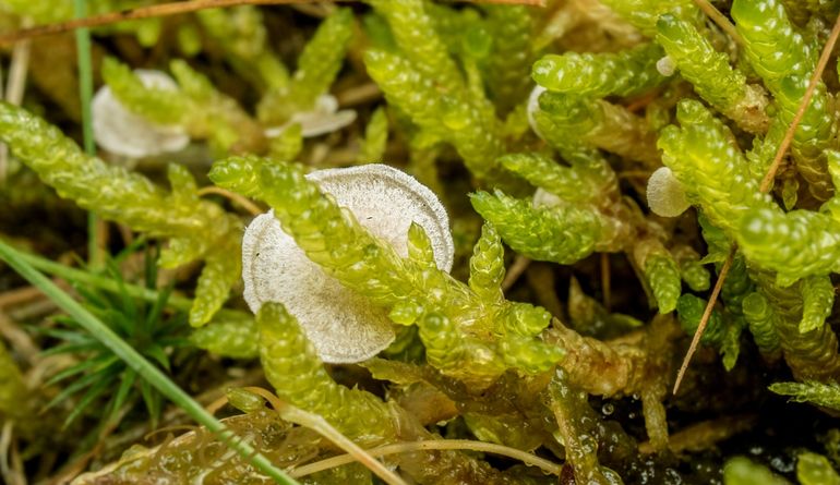 Gerimpeld mosoortje op slaapmossen