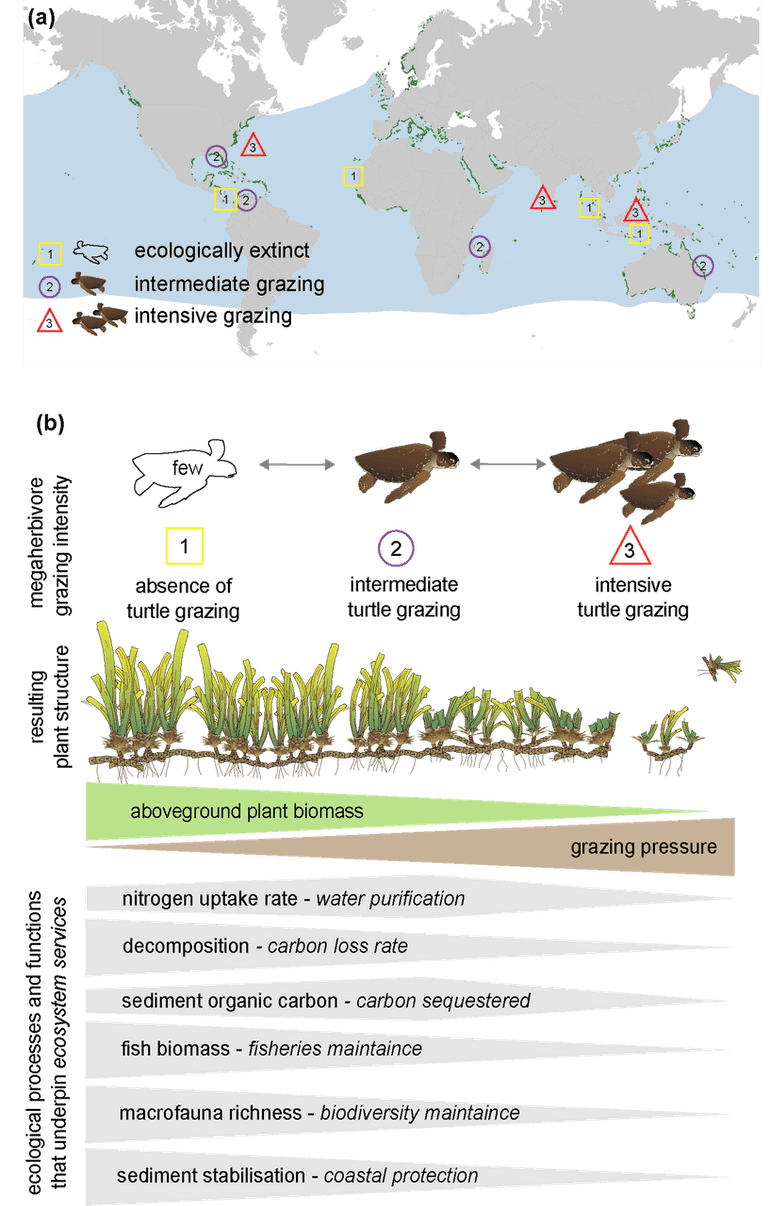 In tropische ecosystemen met zeegras, waar groene schildpadden als mega-herbivoor voorkomen, worden wereldwijd drie niveaus aan graasintensiteit waargenomen (a). Na eeuwenlange achteruitgang ontvouwt de ecologische rol van de schildpad zich snel in talrijke foerageergebieden waar populaties zich door natuurbescherming herstellen. Hier wordt een toename van het aantal overbegrazingen geregistreerd. Onderzoekers hebben met veldexperimenten de effecten beoordeeld van gesimuleerde graasintensiteit (op verschillende niveaus) op de functies van ecosysteemfuncties, en op multifunctionaliteit (b). Deze experimenten vonden gedurende 18 maanden plaats in een tropisch zeegras-ecosysteem in het Caribisch gebied. 