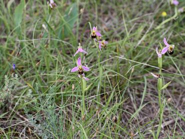 Bijenorchis