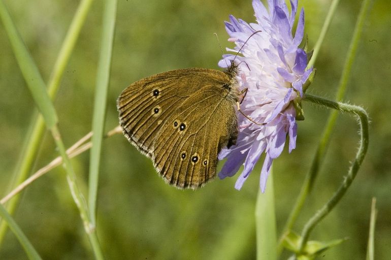 Koevinkje