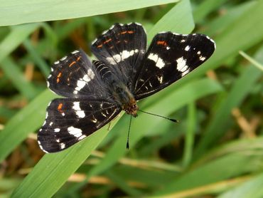 Na een magere eerste generatie van het landkaartje verschijnen nu de vlinders van de tweede generatie, deze zijn zwart-wit gekleurd