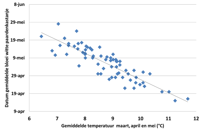 Verband tussen de gemiddelde voorjaarstemperatuur in De Bilt en de start van de bloei van de witte paardenkastanje in Nederland tussen 1901 en 2016