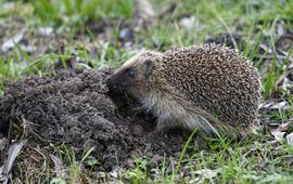 Ron Dekker, Waarneming.nl egel uit winterslaap eind januari 2023