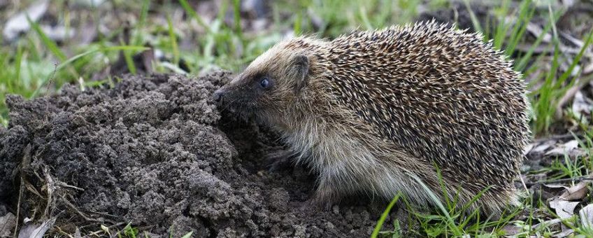 egel uit winterslaap eind januari 2023