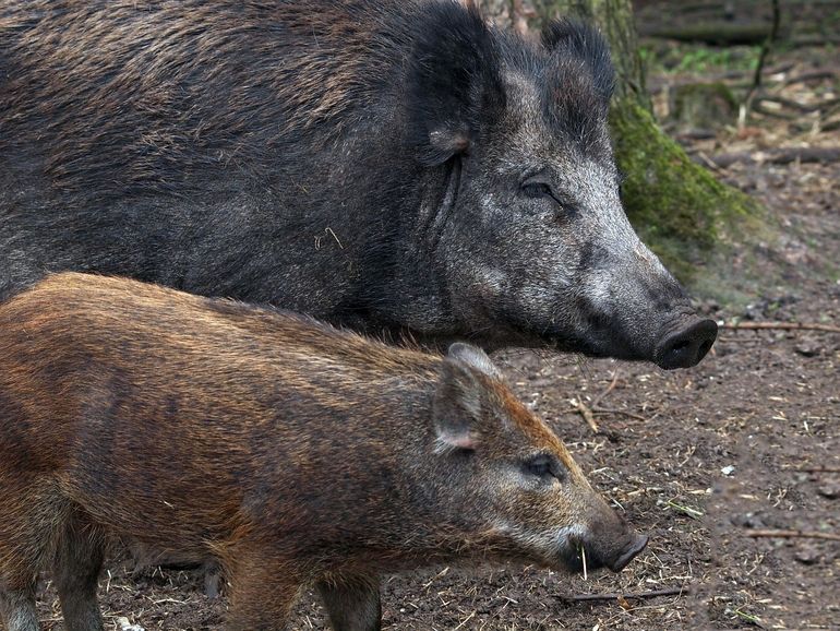 Jong zwijn met verkleurende vacht