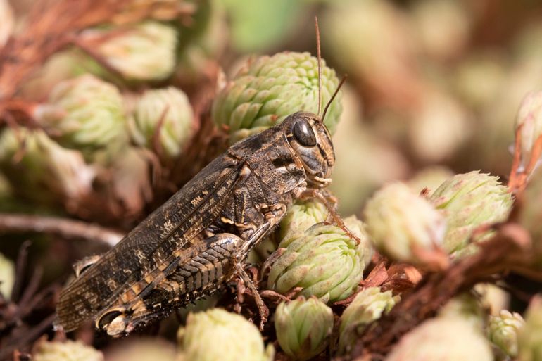 Rosevleugel die gevonden is in België