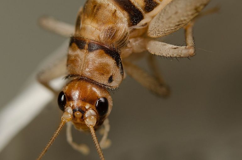 De dierentuinkrekel komt uit Zuidwest-Azië maar heeft zich als invasieve exoot veel verder verspreid