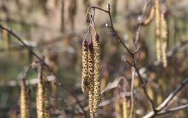 Zwarte els, Alnus glutinosa, bloei