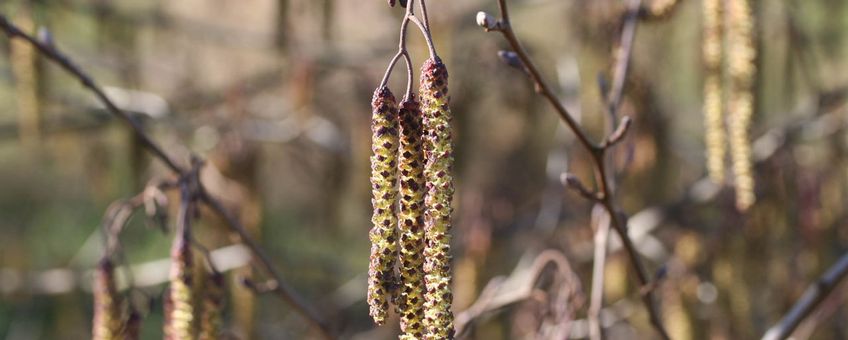 Zwarte els, Alnus glutinosa, bloei